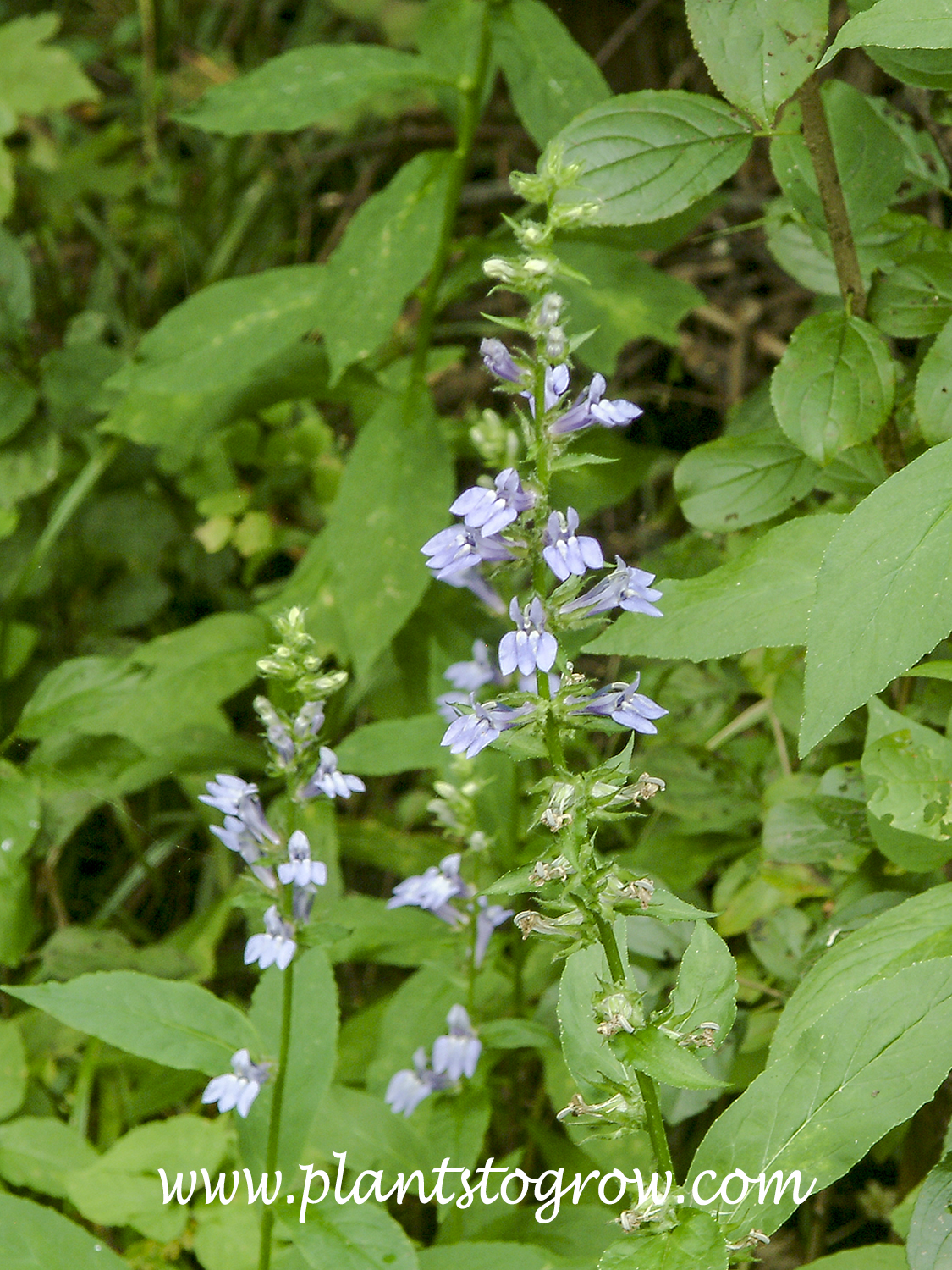 Great Lobelia (Lobelia siphilitica)